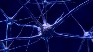 Was sind neuronale Netze? 1 nerve cell 2213009 640